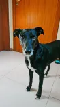 Cão