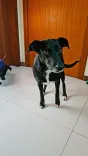 Cão