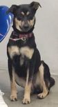 Cão