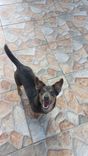 Cão