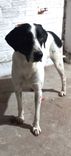 Cão