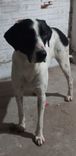 Cão