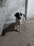 Cão