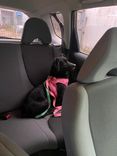 Cão