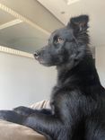 Cão