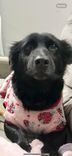 Cão