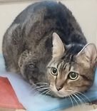 Gato