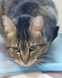 Gato