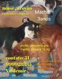 Trovão