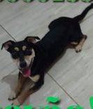 Trovão