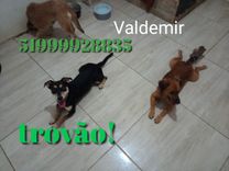 Trovão