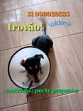 Trovão