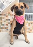 Cão