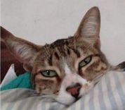 Tiaga