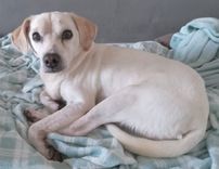 Cão