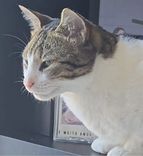 Chico