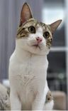 Chico