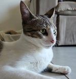 Chico