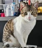 Chico