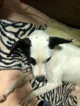 Cão