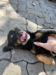 Cão