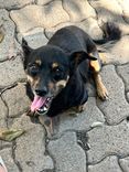 Cão