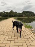 Cão