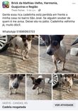 Cão
