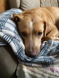Cão