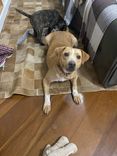 Cão