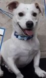 Cão