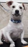 Cão