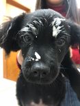 Cão