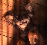 Cadeli