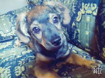 Cadeli