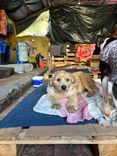 Cão