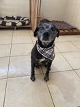 Cão