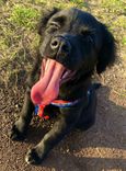 Cão