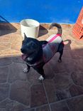 Cão