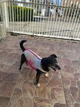 Cão