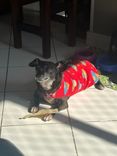 Cão