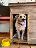 Cão