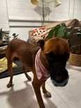 Cão
