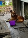 Cão