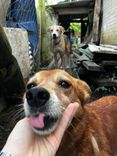 Cão