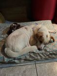 Cão