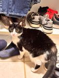 Gato