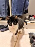 Gato