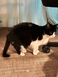 Gato