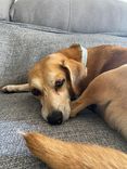Cão
